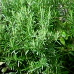 Italian Herb Garden Rosemary