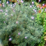 Thyme for a Home Herb Garden!